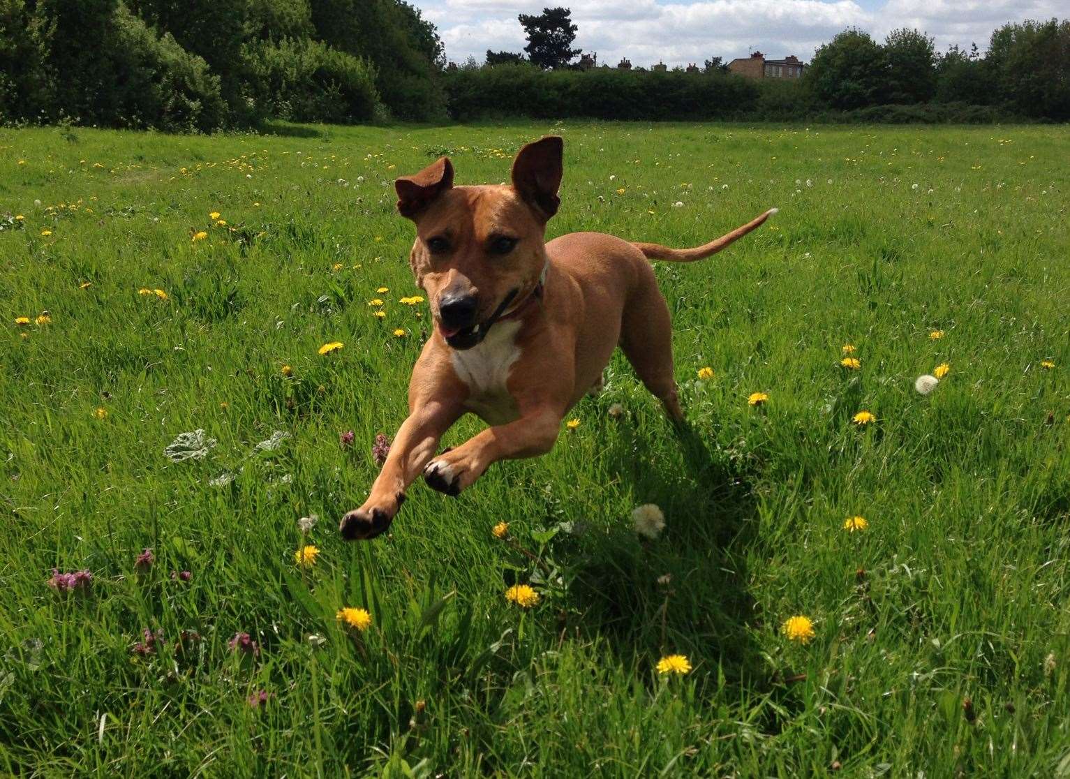 2,160 dogs were reported as stolen across the UK last year. Picture: Blue Cross