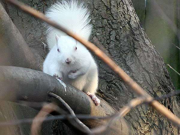 White Squirrels Rare? You Must Be Nuts