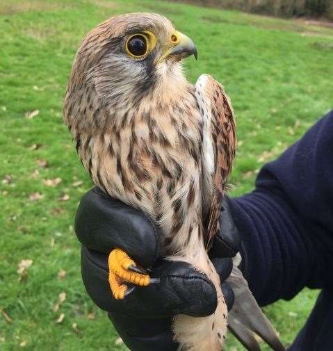 The injured kestrel