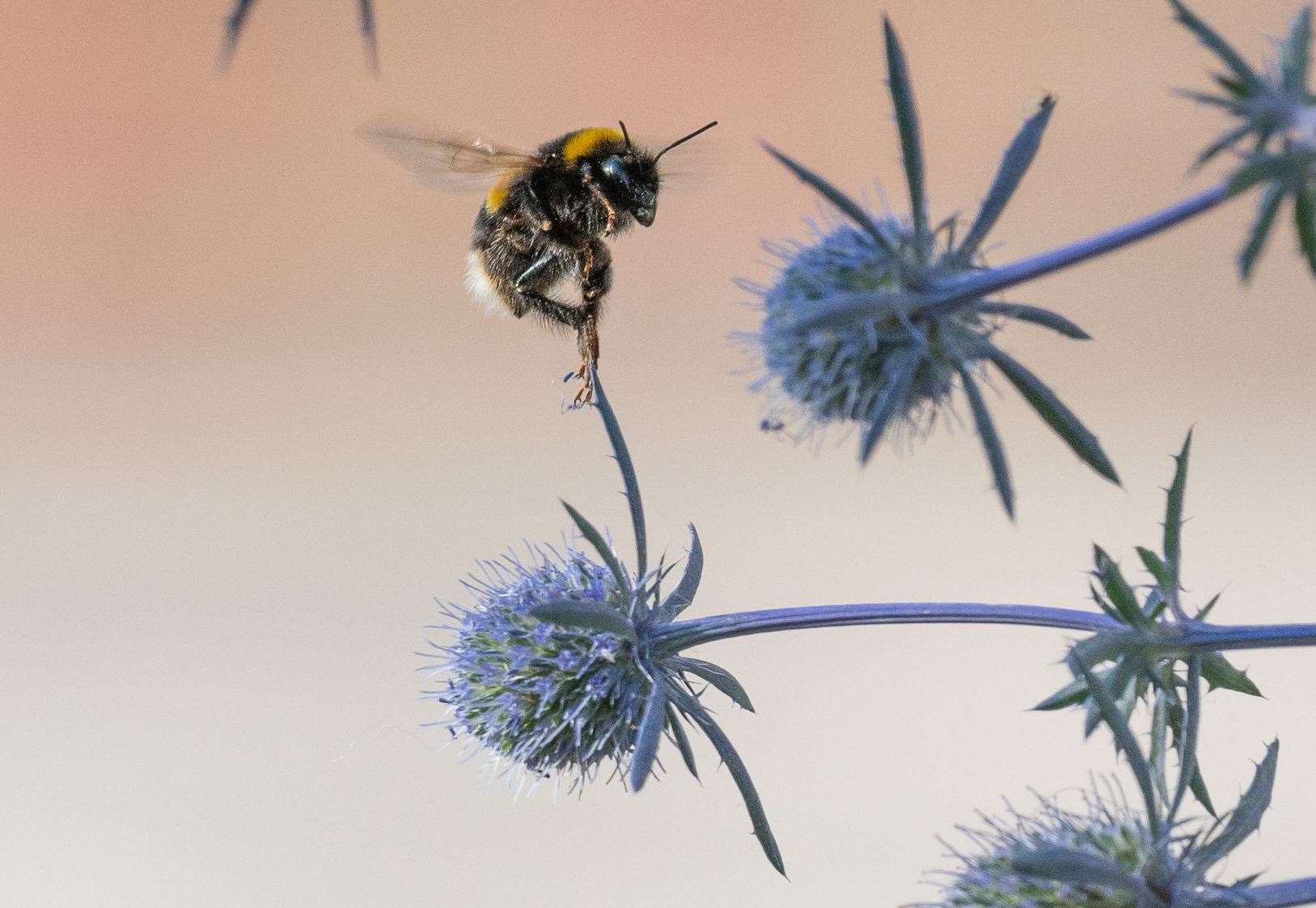 Forty-two species of ants, bees and wasps are considered extinct in Kent. Picture: Jenny-Louise Read