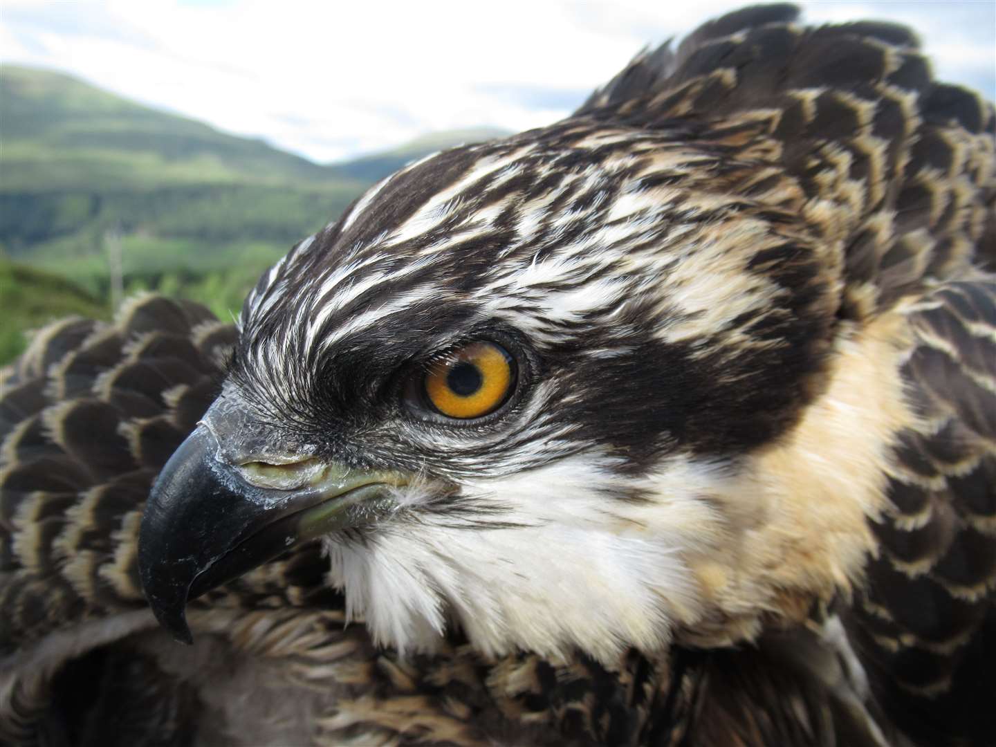 Doddie was named after ex-rugby player Doddie Weir (Lewis Pate/WTML)