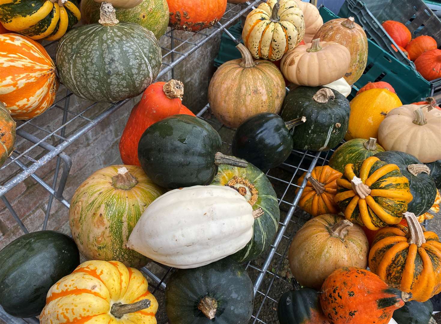 A beautiful array of squashes grown at Perry Court Farm