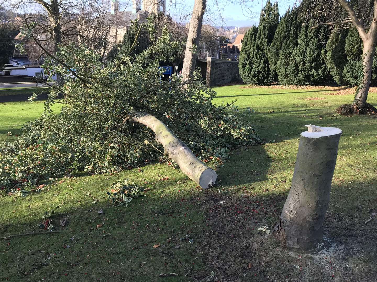 Holly trees have been cut down by vandals in Chatham's Town Hall Gardens