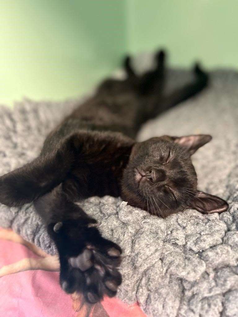 Dory, a 16-week-old kitten, fell from a three-storey window during a spate of hot weather. She is seen here pre-surgery on arrival at Blue Cross Victoria animal hospital (Blue Cross/PA)