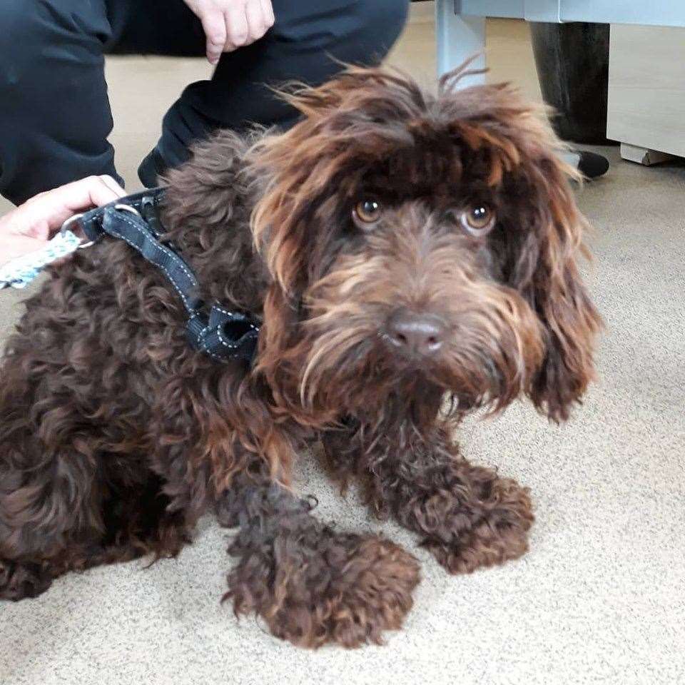 Do you know where this cockapoo dog comes from. She was found in Lower Halstow. Picture: Swale council