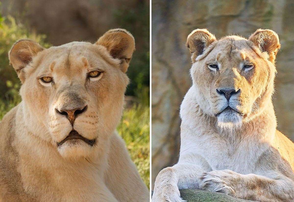 The Big Cat Sanctuary in Smarden welcomes retired lionesses to live out ‘golden years’ together