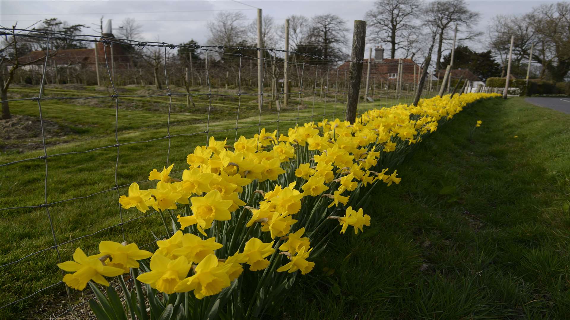 Daffodils in Kent