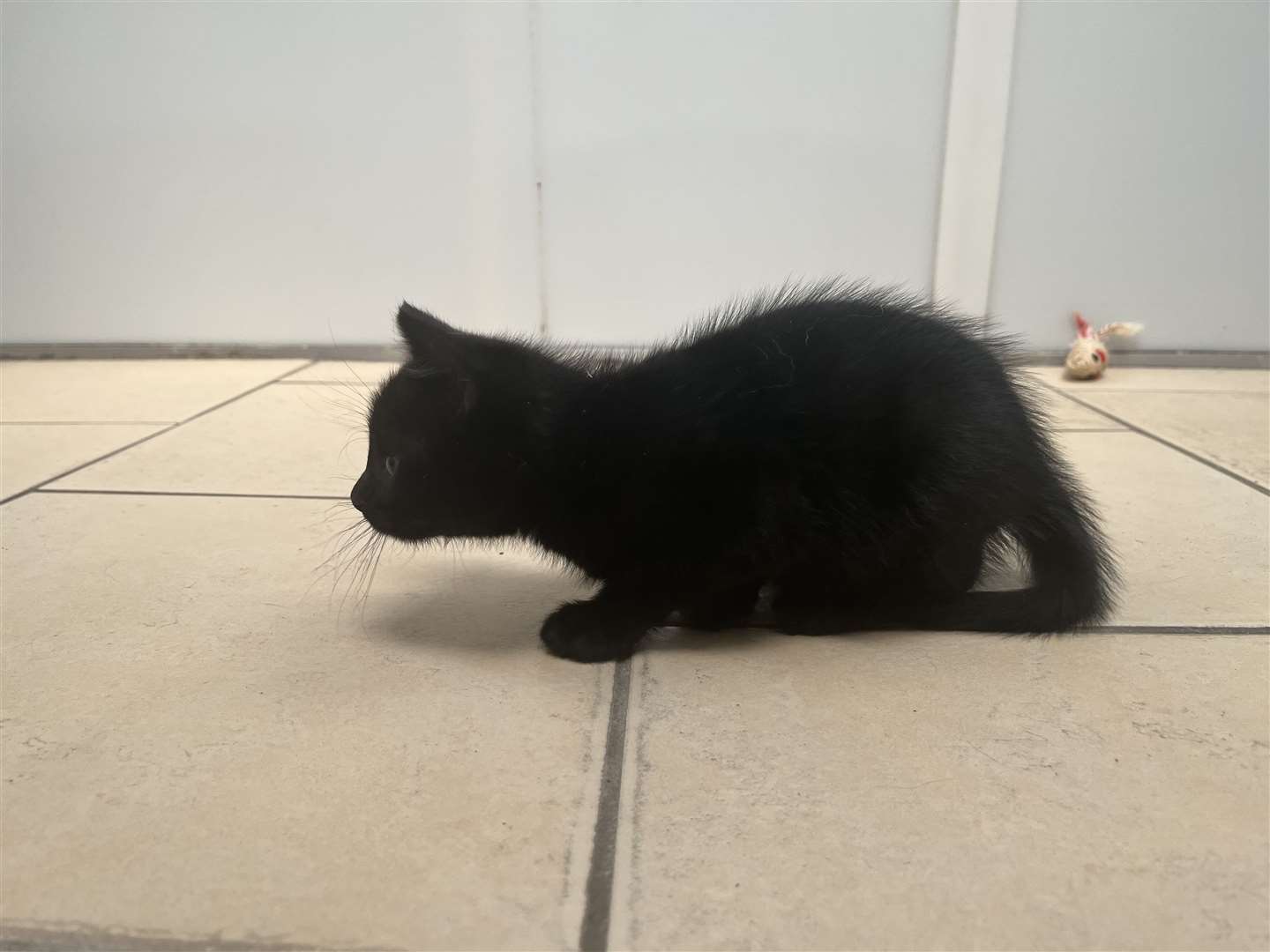 One of the kittens in the cattery this week