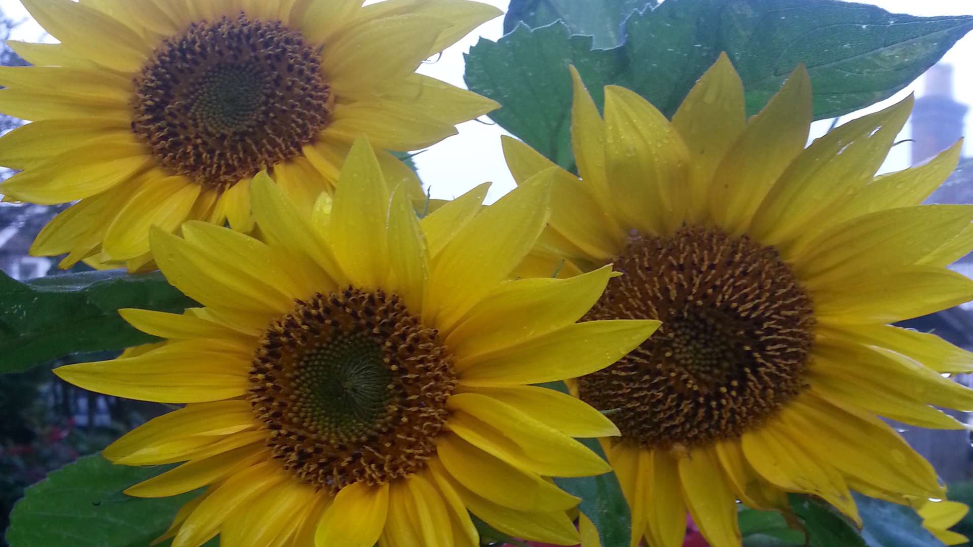 Sunflowers growing in my garden