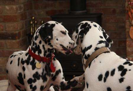 Dalmatian Ruby saved the life of niece Mabel through a blood transfusion.