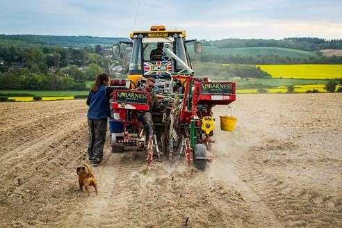 Planting the new vines at the Simpsons' Wine Estate