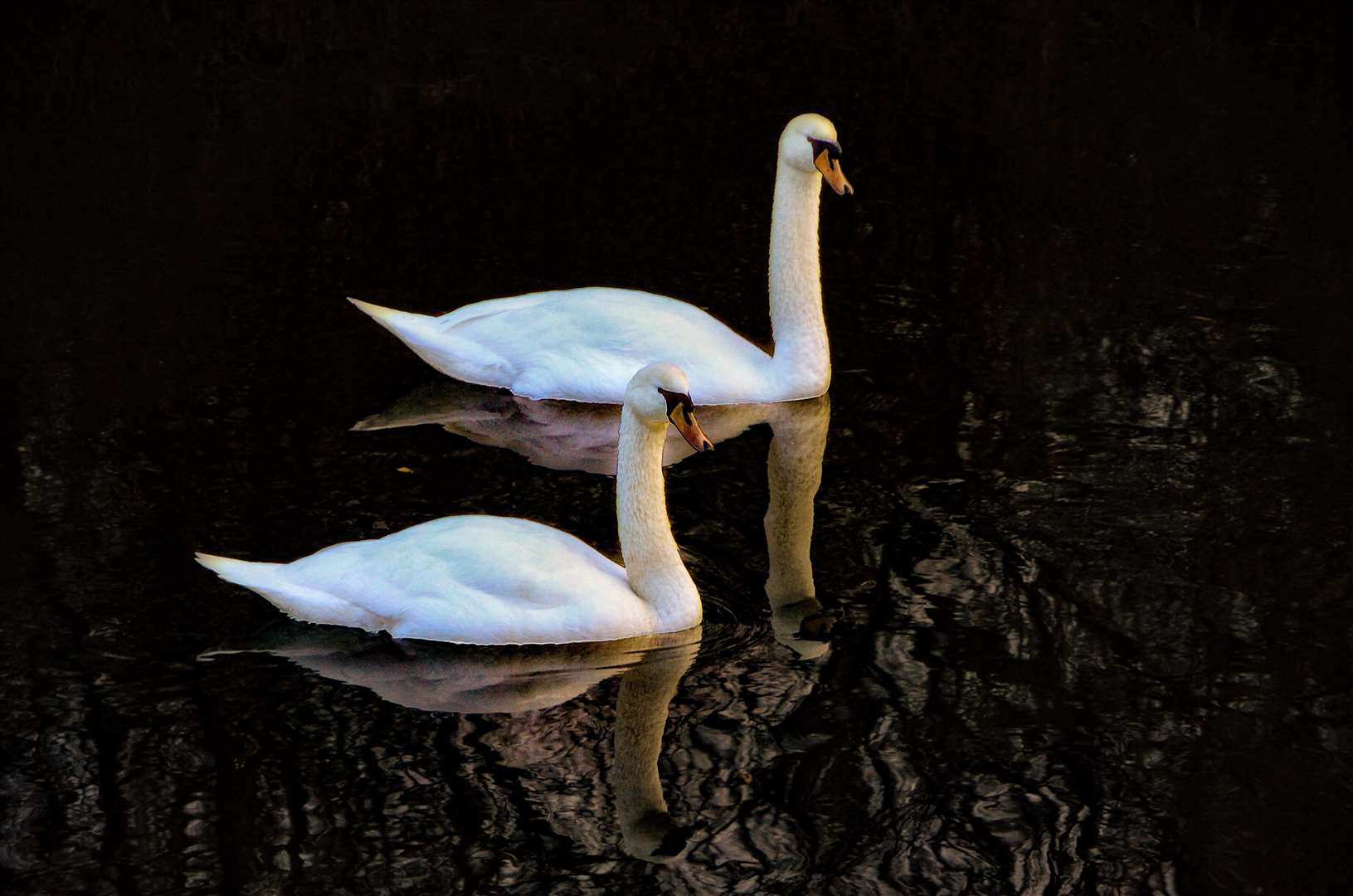 Lara Russell had her camera to hand as these two swans swam gracefully past along the River Stour