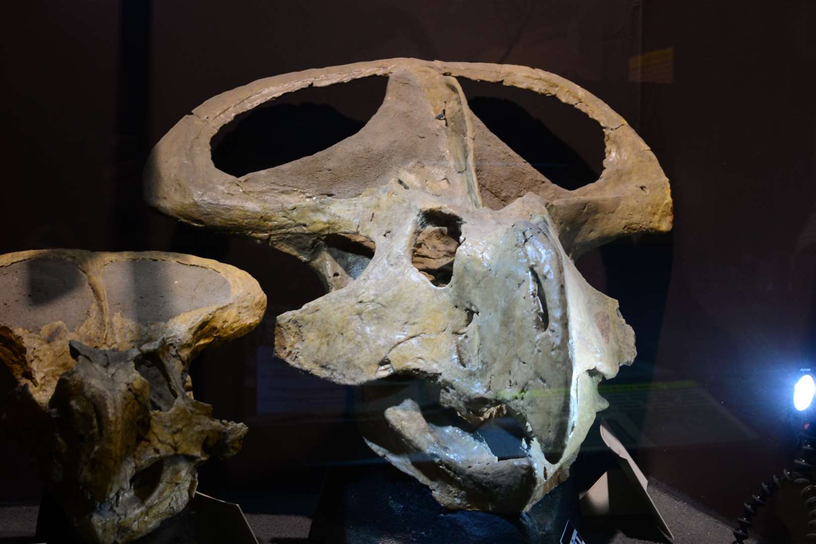 Scientists analysed scans of protoceratops skulls (Andrew Knapp/Natural History Museum)