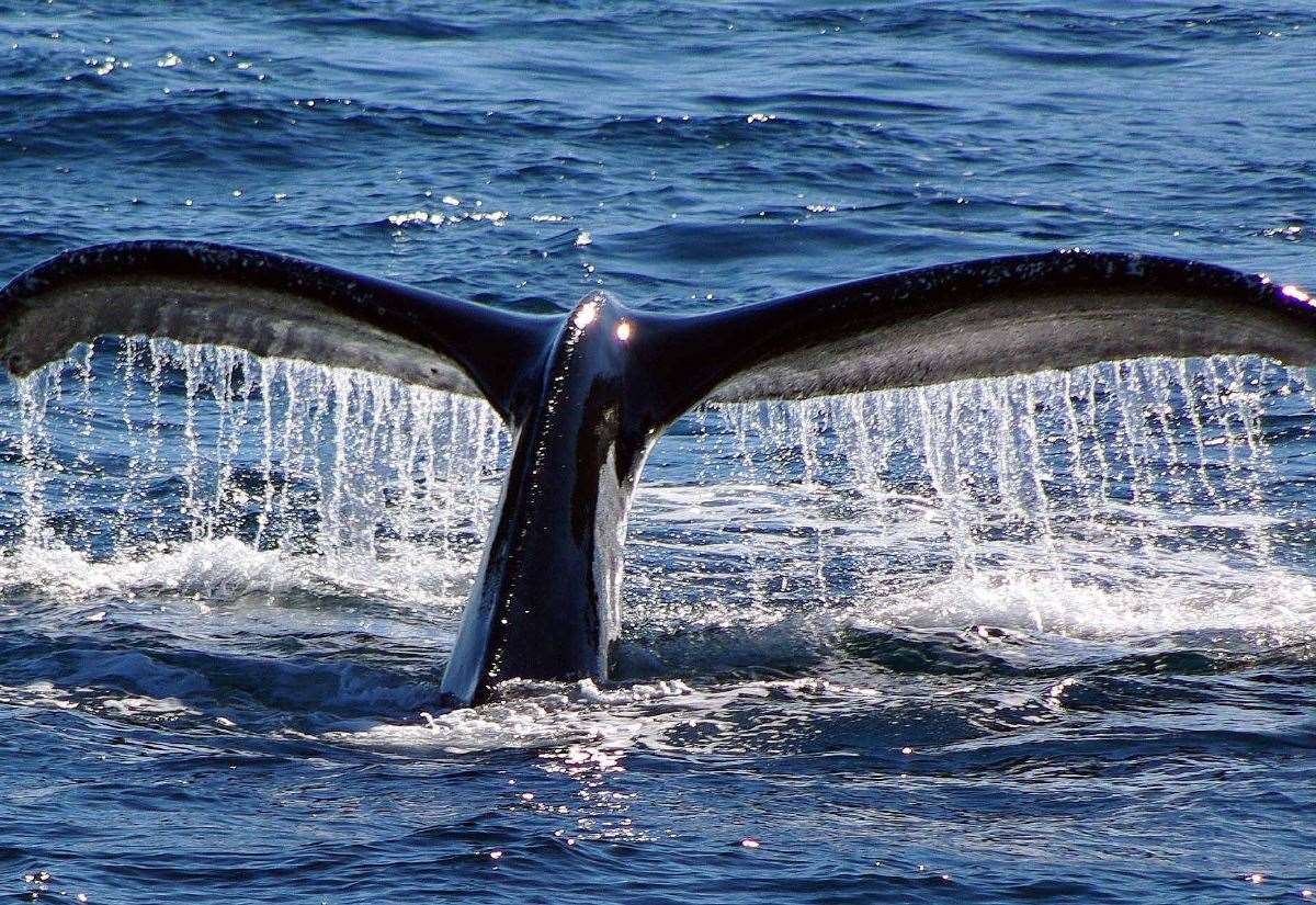 Humpback whale spotted splashing off the coast in Deal