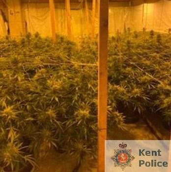 300 plants were found in an outbuilding