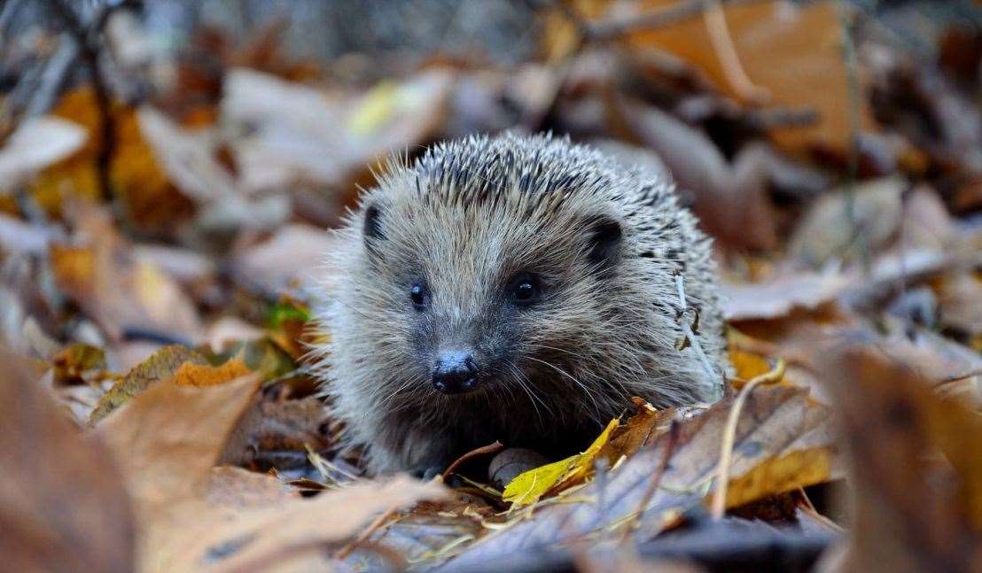 Taylor Wimpey says the hedgehogs will be taken care of at its Peafields estate in Barming