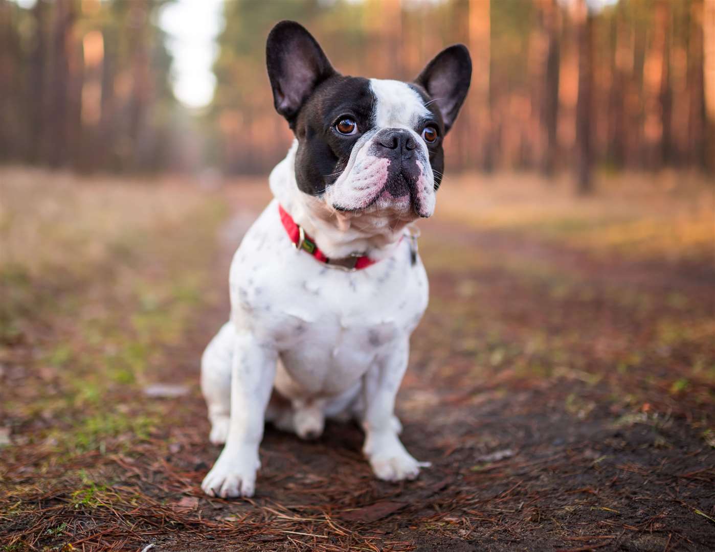 rspca-appeal-after-tan-coloured-french-bulldog-found-dead-in-west