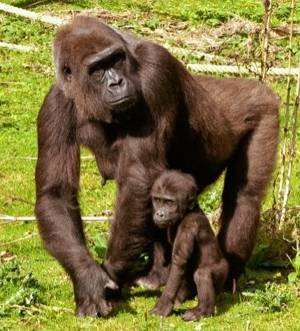 Baby Louna with mum FouFou at Port Lympne animal park near Hythe