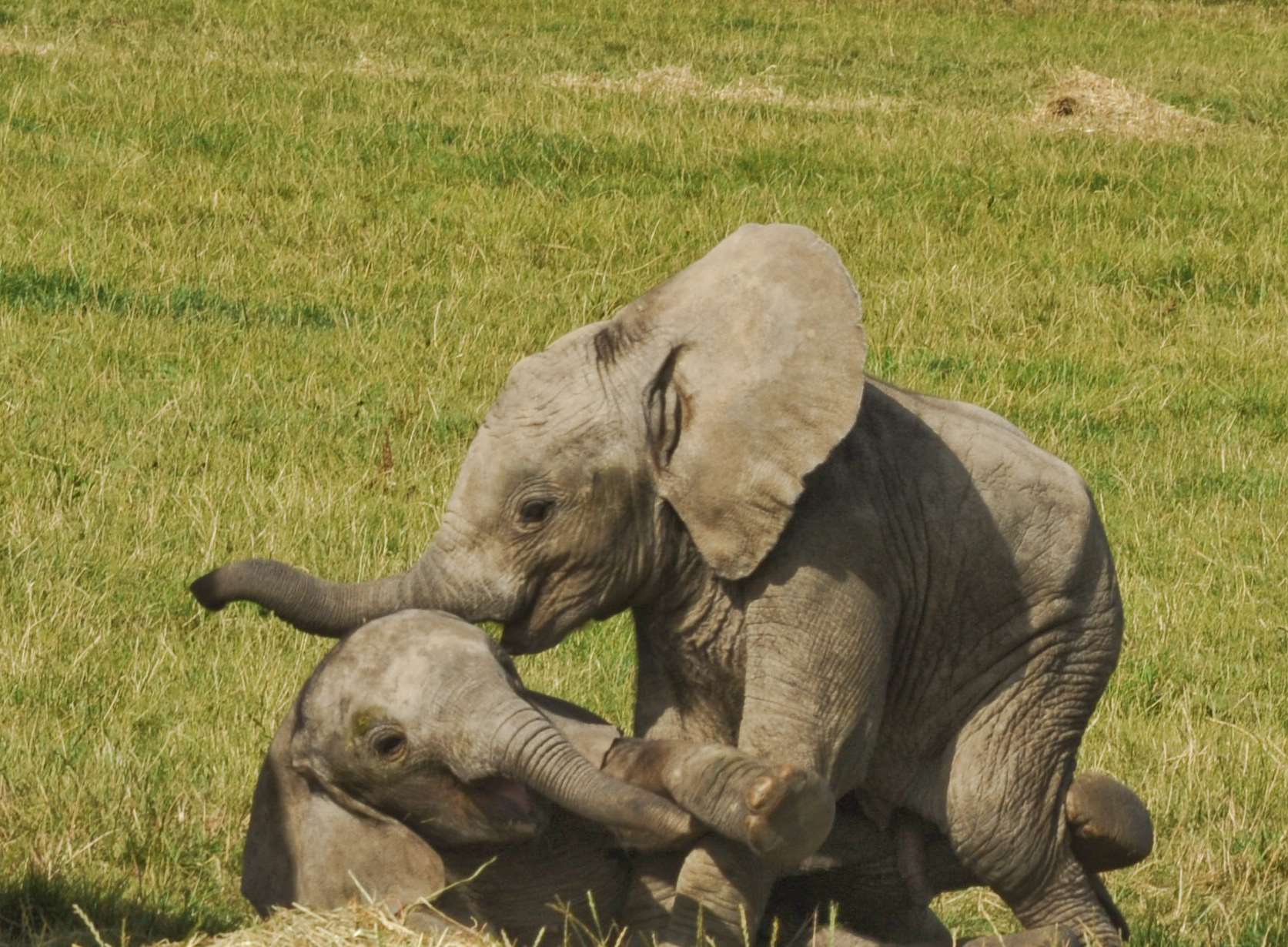 Howletts wild animal park elephants information