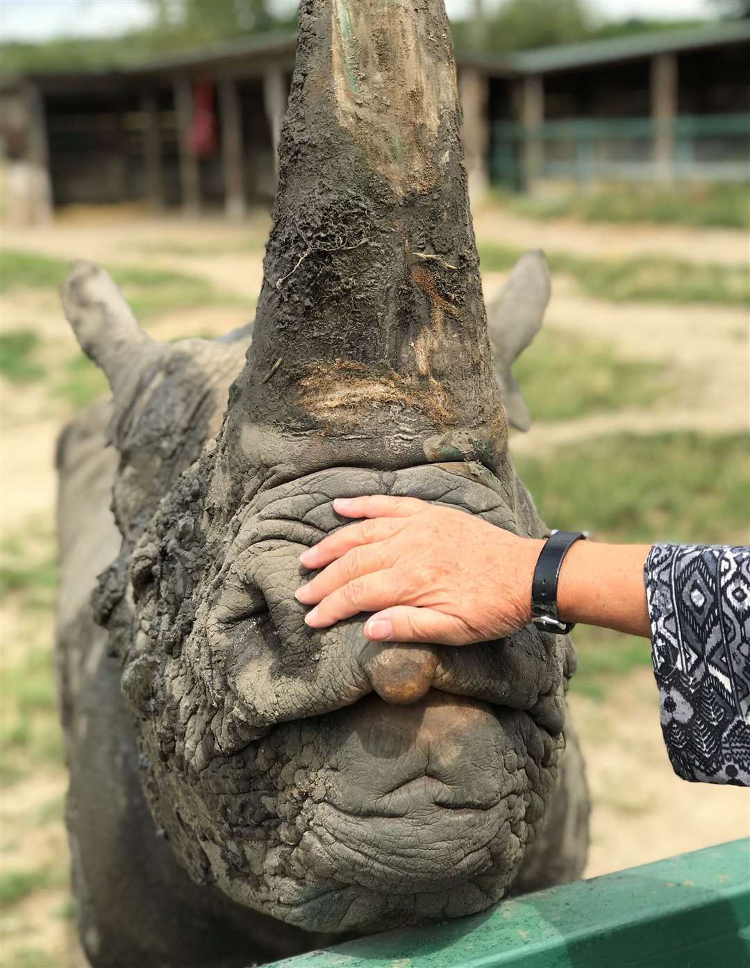 You could try a rhino encounter at Howletts