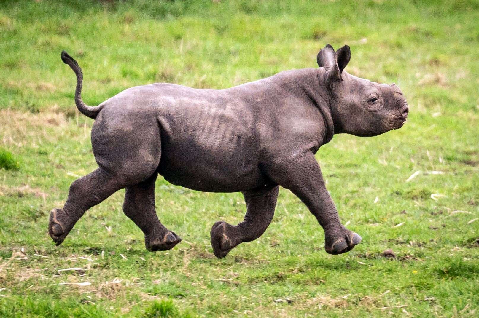 The newborn is now exploring the three acre rhino reserve at the South Yorkshire park (Danny Lawson/PA).