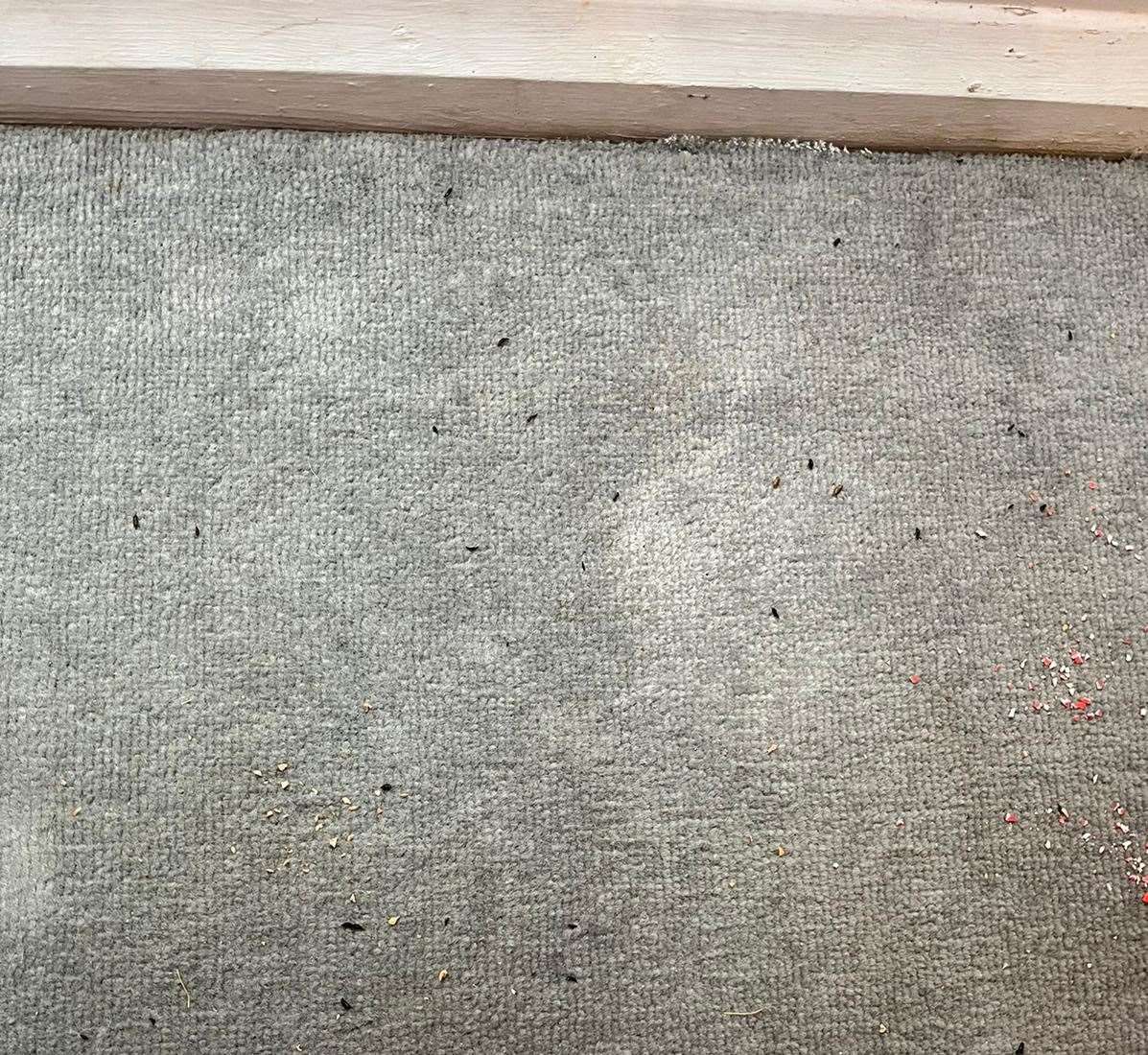 Mouse droppings on the mum's carpet, which she says she vacuums twice a day