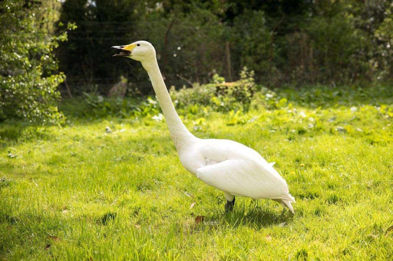 Fly high: Pickles the swan has died at Leeds Castle. Picture: Leeds Castle
