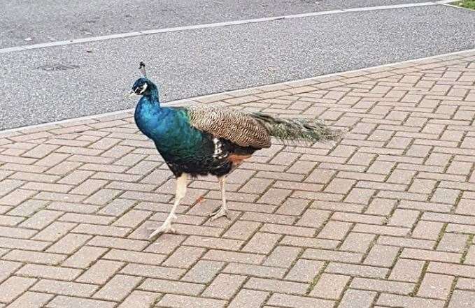 The birds, pictured in November 2019, are usually spotted around Sholden Picture: Kaylie Golding