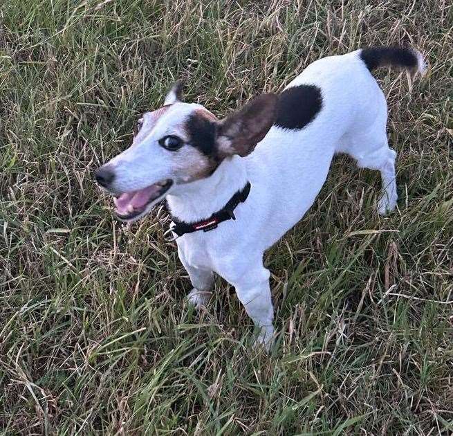 Charlie, the Jack Russell suffered savage attack