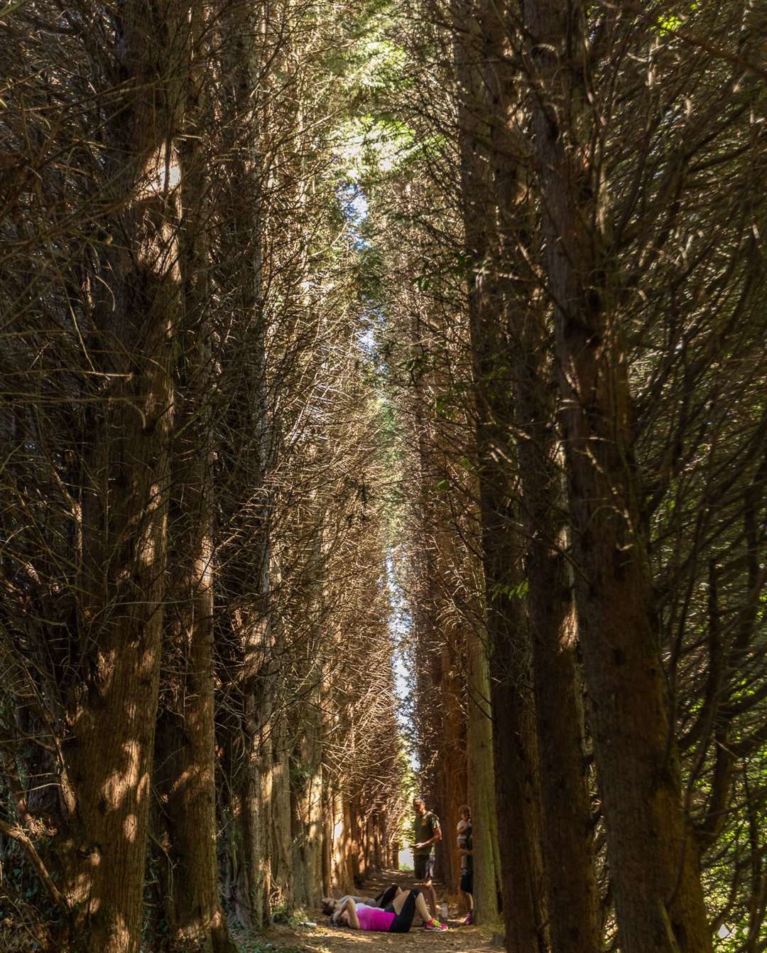 Bedgebury Pinetum Picture: Fraser Allen