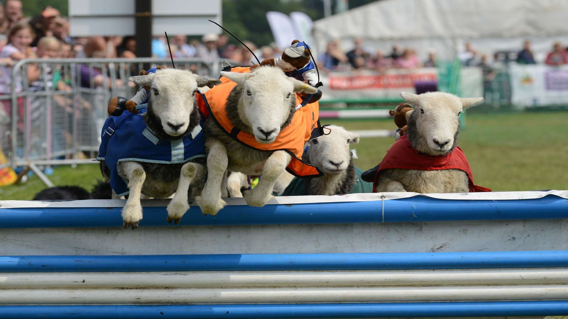 See the Lamb National at the show