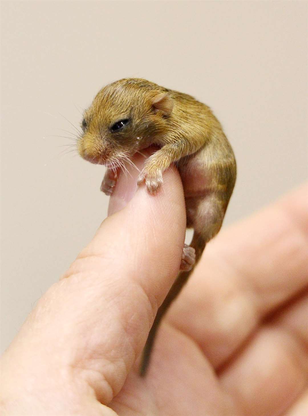 Herne Bay: The Wildwood Trust release baby dormice in a bid to halt ...