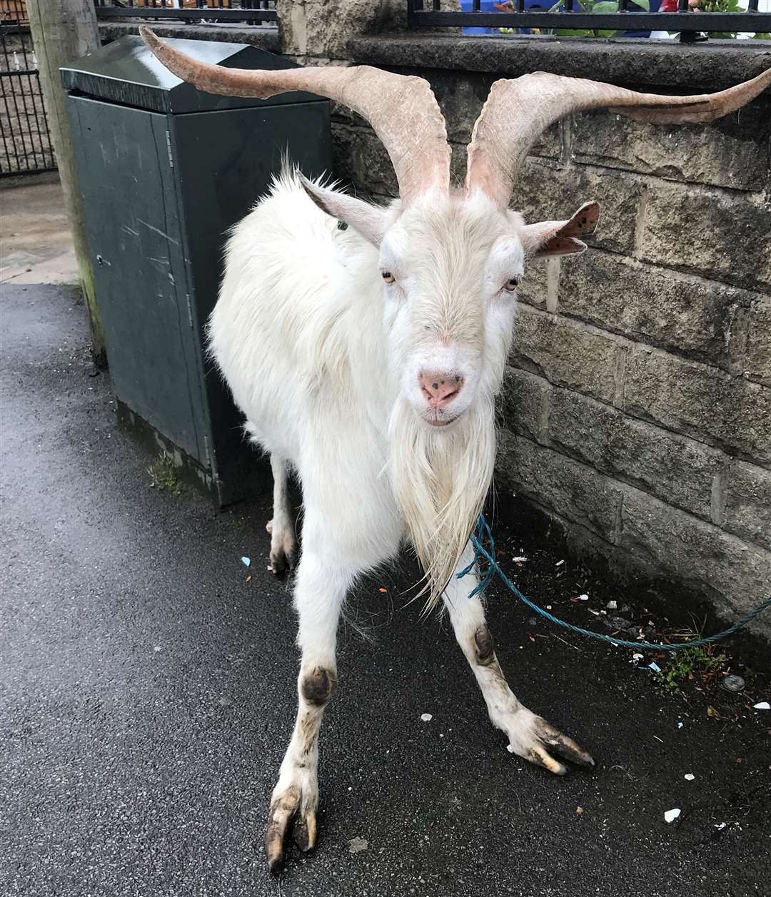 (RSPCA/PA)