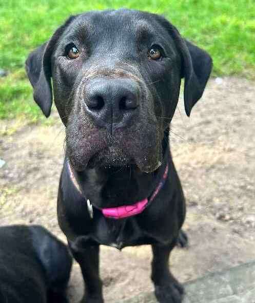 Lily the labrador cross. Picture: Last Chance Animal Rescue