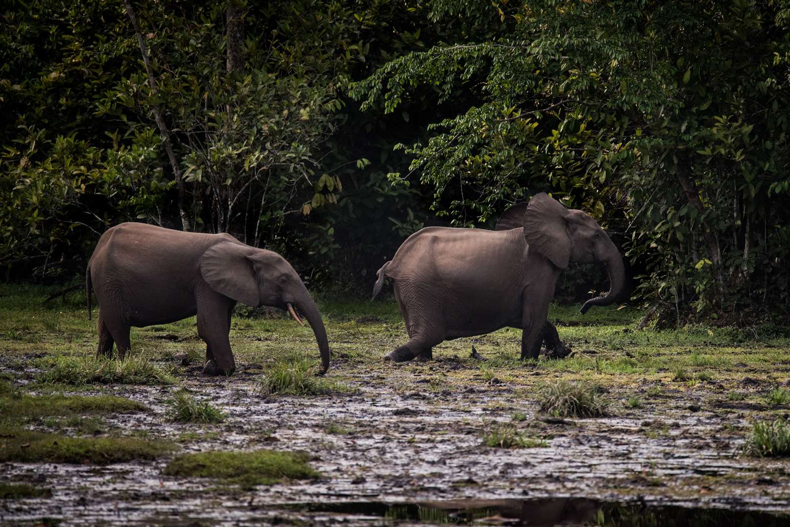 Forest elephants are now listed as critically endangered in the IUCN Red List (Frank af Petersens/Save The Elephants/PA)