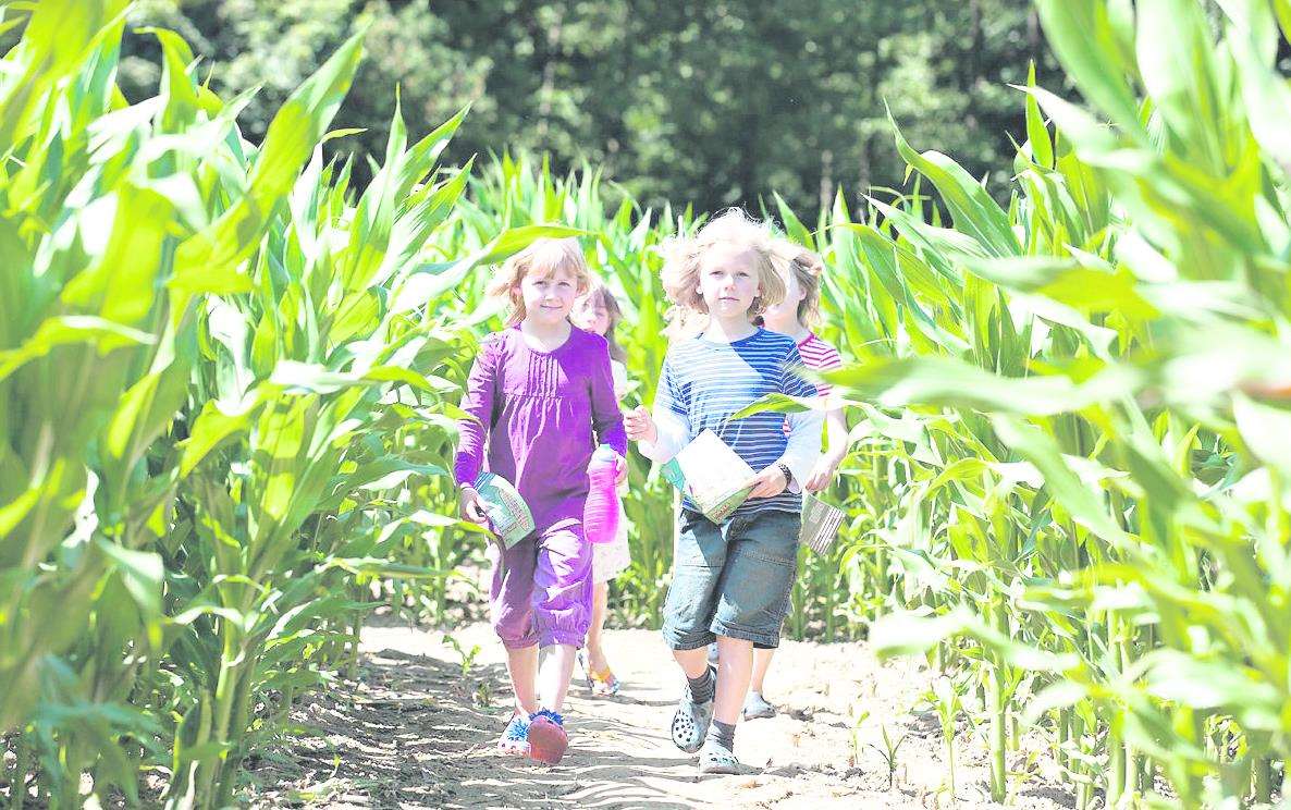 The Maize Maze has opened at Penshurst Place Picture: Craig Prentis