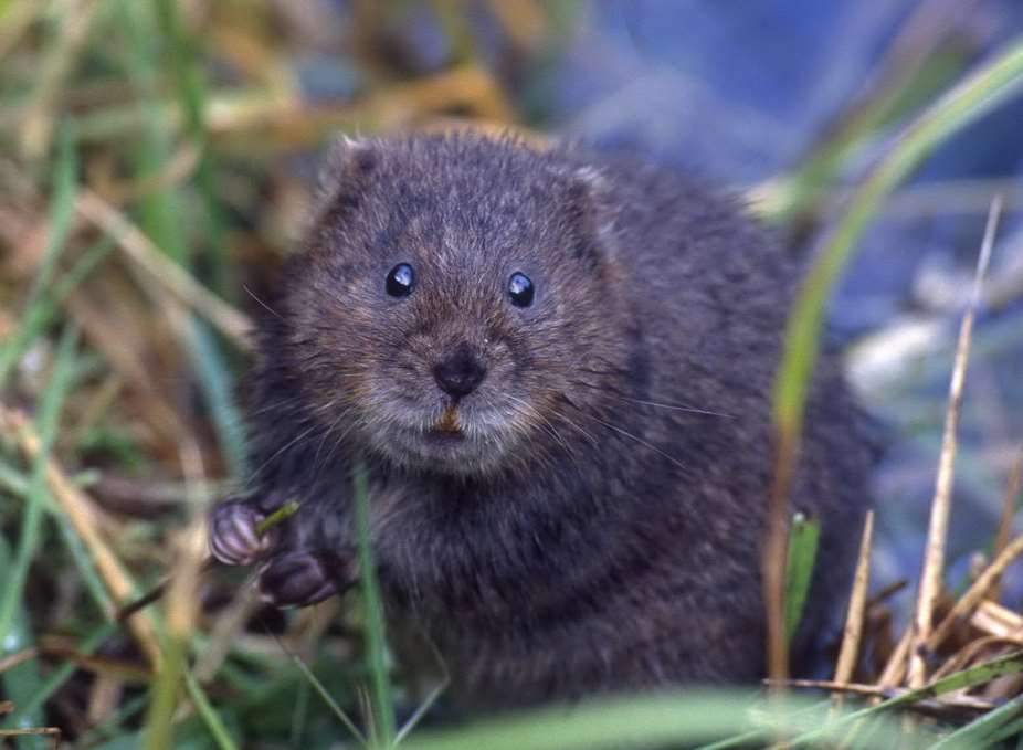 The endangered water vole