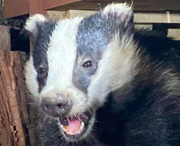 One of the backyard badgers visiting Marcel's restaurant. Photo: Marcel Payne