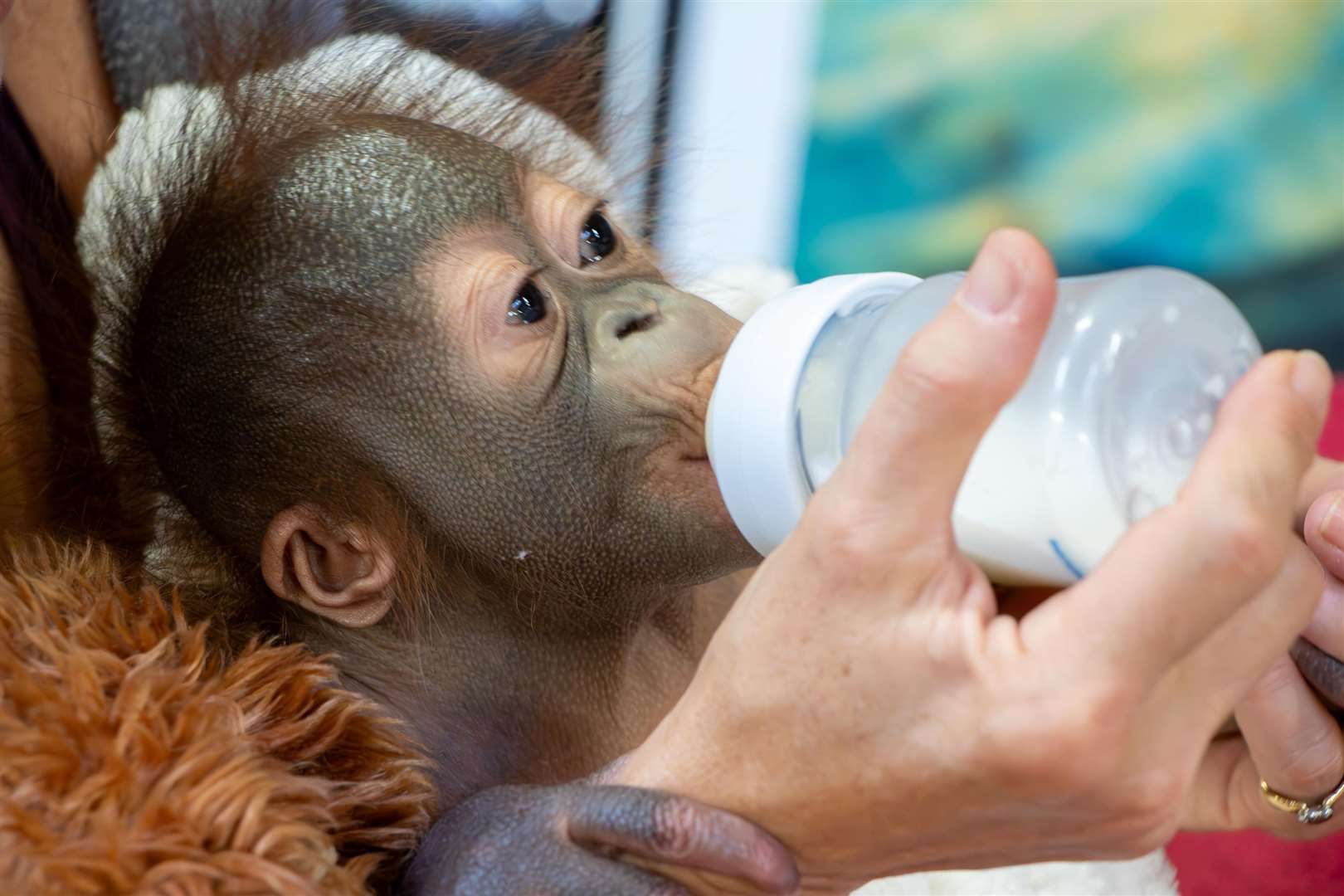 Sibu Junior weighs just over 3kg and will grow up with other orangutans in the creche for the next 10 years (MonkeyWorld/Dublin Zoo/PA)