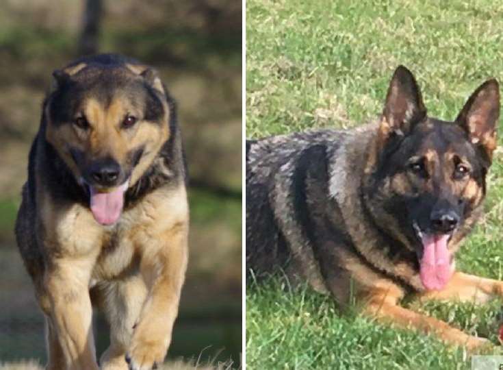 Police dogs Monty and Piper