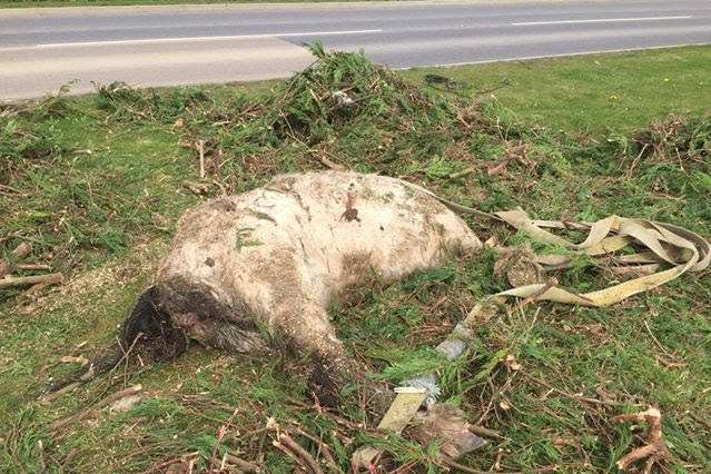 The horses were found at the side of Stoke Road, Hoo. Picture, Billy Palmer.