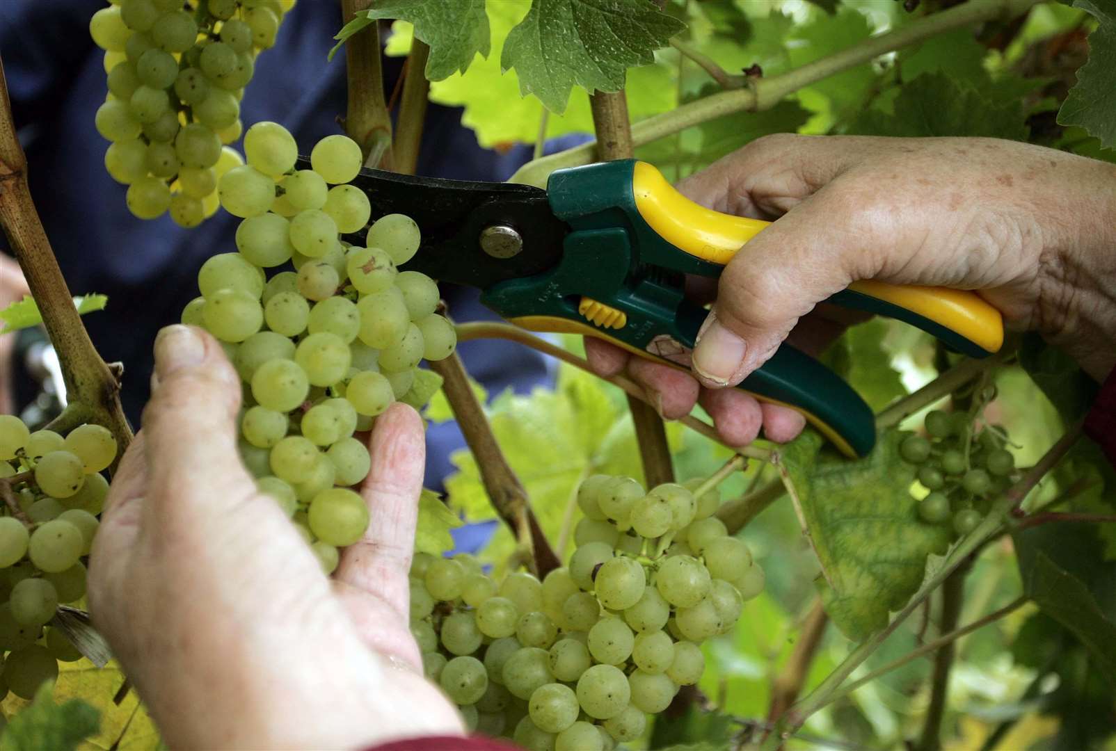 The grape harvest is set to deliver a bumper crop this year - enhancing the optimism among Kent's wine producers