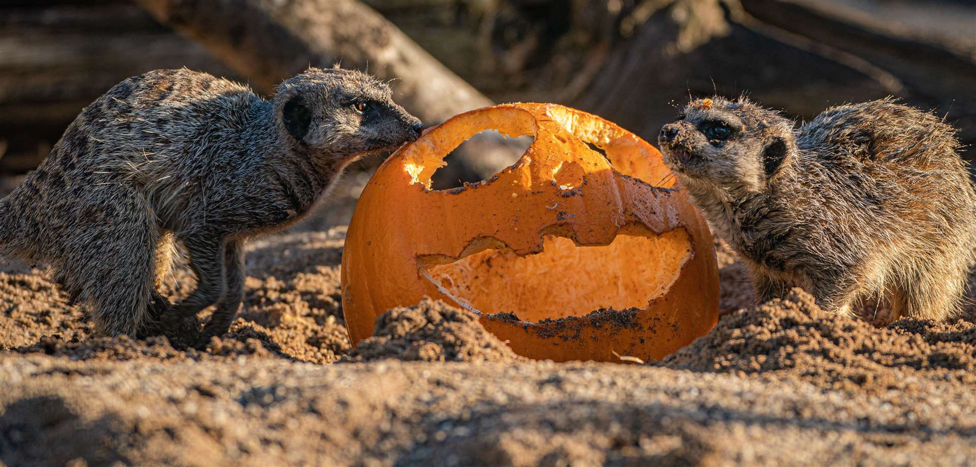 A meerkat explores a pumpkin in the enclosure at Wild Place, Bristol (Ben Birchall/PA)