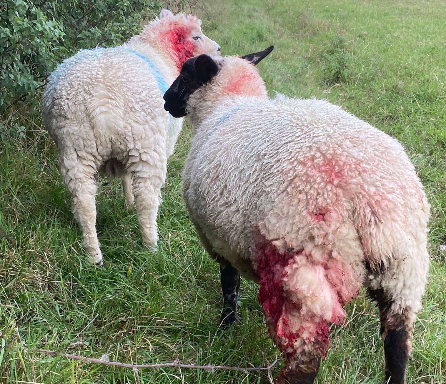 The farmer lost three of his sheep in the attack