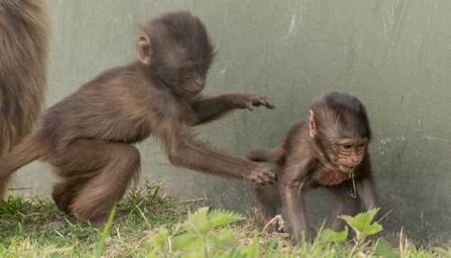 Double trouble. Akobo and Amba playing. Pic by Dave Rolfe