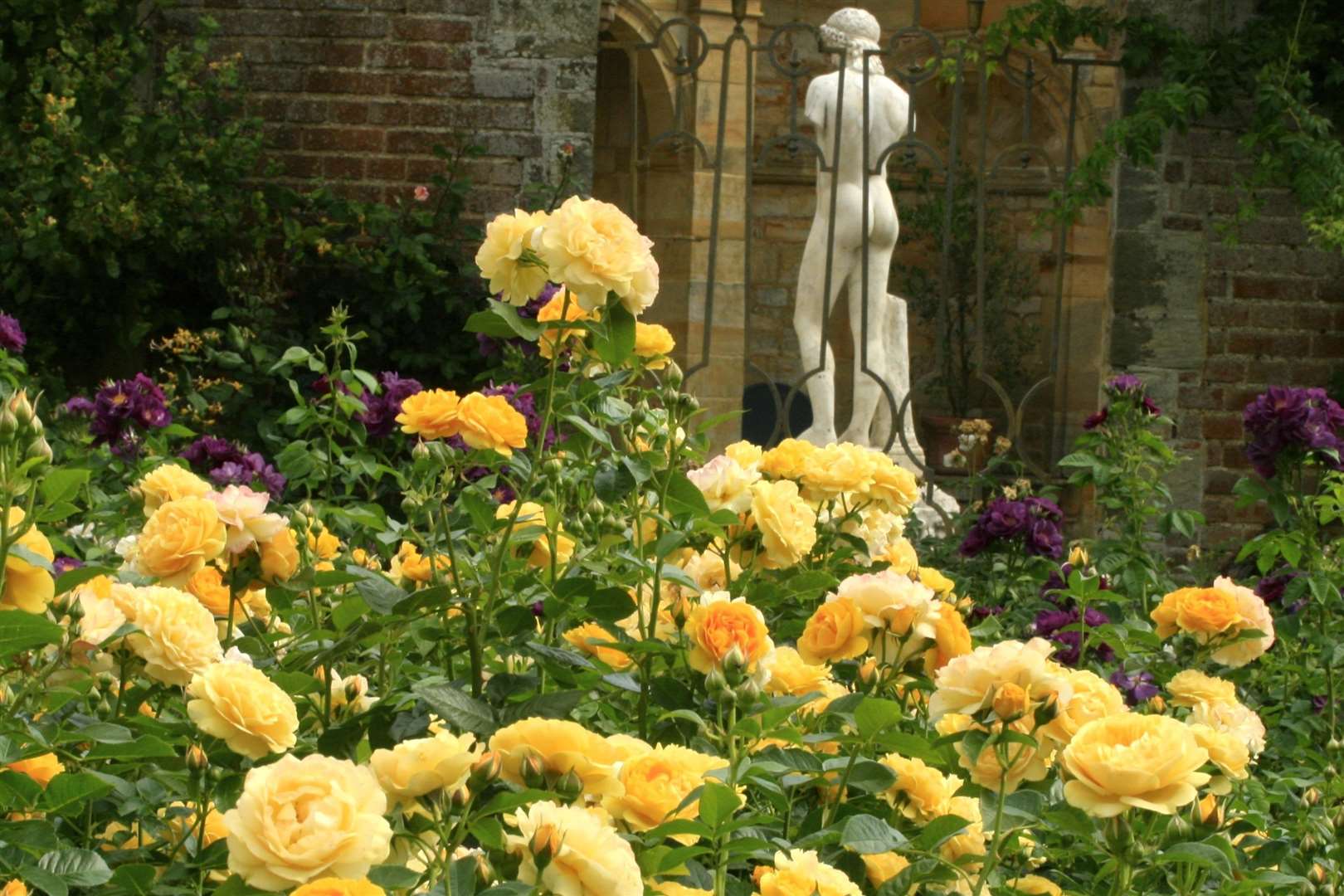 Growing roses - expert tips from Hever Castle rose garden - The  Middle-Sized Garden