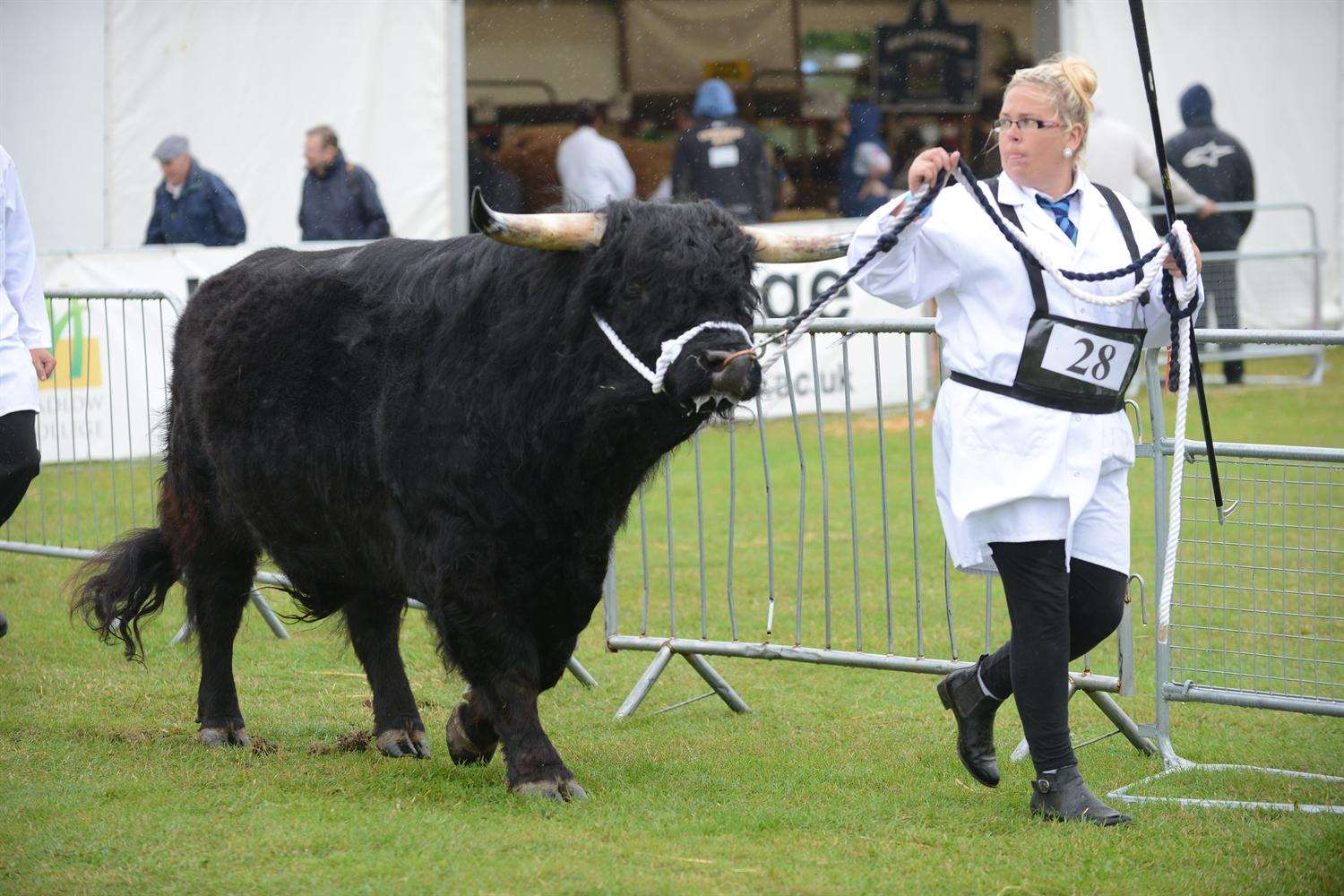 Highland cattle in the Hadlow College Agricultural