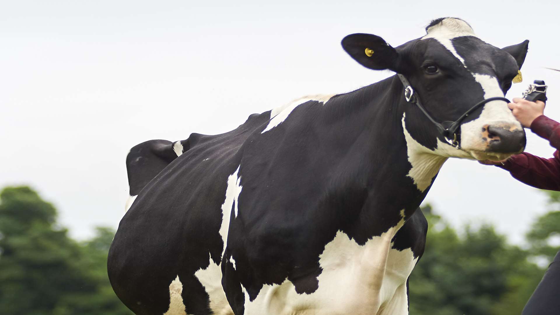 Busting the myths of being vegan. Stock image