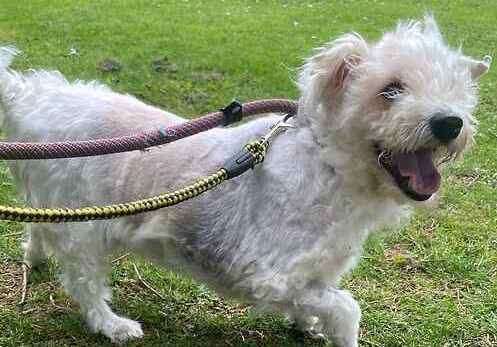 Buddy the Bichon and Jack Russel Terrier cross. Picture: Last Chance Animal Rescue