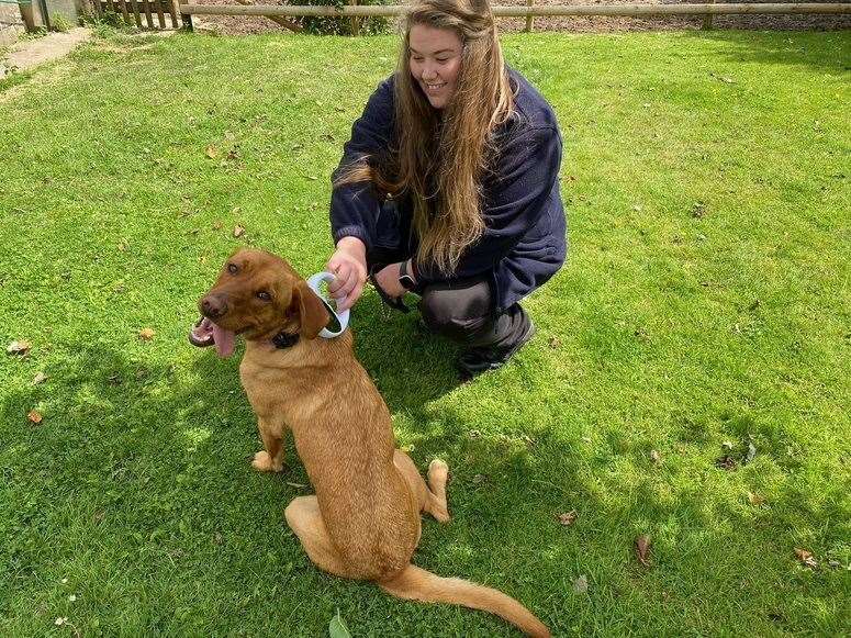 Mel Herbert, Swale Council's Dog Warden, at a micro-chipping event. Picture: Mel Herbert